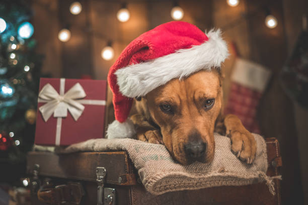 istock Pit bull terrier poses in Christmas decorations. 1299930978