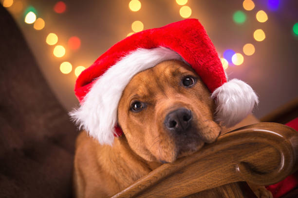 istock Pit bull terrier poses in Christmas decorations. 1299932048