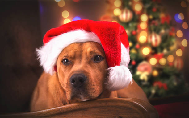 istock Pit bull terrier poses in Christmas decorations. 1299932209