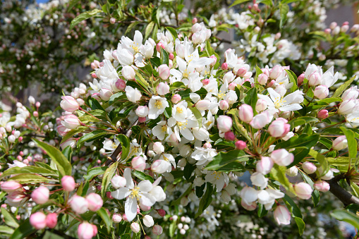 Beautiful flowering apple blossoms in early spring. Shot with a white angle lens.