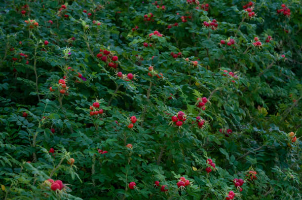 Brier wall A thicket of a hedge rose, Puumala, Finland wild rose hip stock pictures, royalty-free photos & images