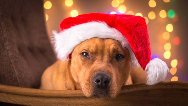 istock Pit bull terrier poses in Christmas decorations. 1299932332