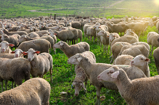 Herd of white sheep grazing in a Green landscape.