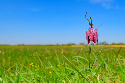 Snake's Head Fritillary (Fritillaria meleagris) in a meadow during a beautiful springtime sunrise with drops of dew on the grass in the delta of the river Vecht in Overijssel, The Netherlands.