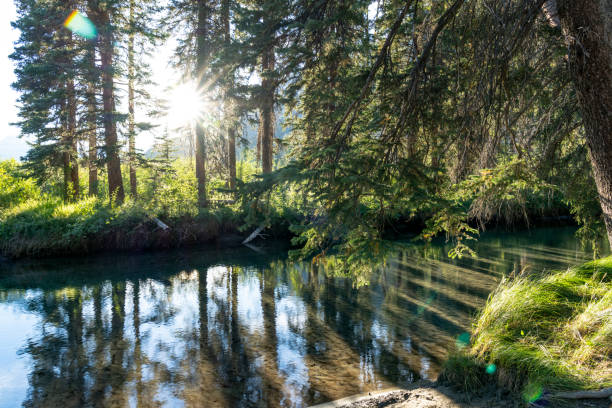 녹색 소나무 숲에서 조용한 강, 햇빛은 물에 반영. 여름 화창한 날에 펜랜드 트레일. 밴프 국립공원. - woodland stream 뉴스 사진 이미지