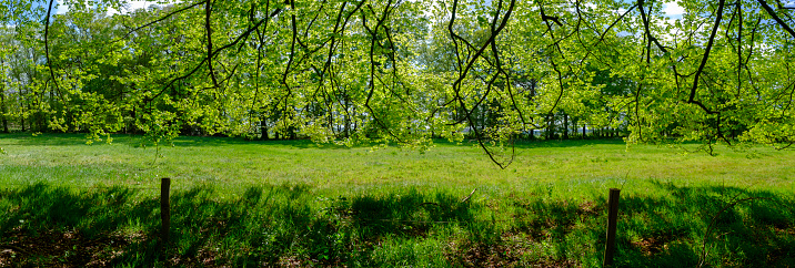 Springtime landscape in a woodland area near Zwolle in Overijssel, Netherlands. The fresh leaves on the trees are bright green during this beautiful spring day.