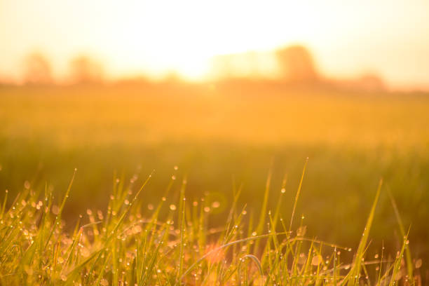 Springtime sunrise over a meadow with drops of dew on the grass in the delta of the river IJssel in Overijssel, Netherlands.