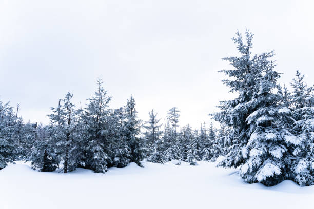 istock Snow covered trees high in the mountains 1299934124