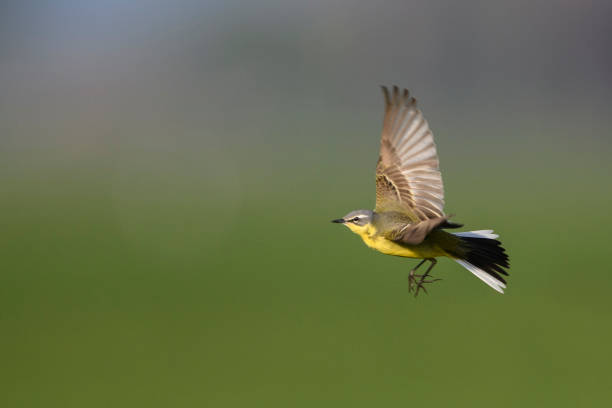 istock Western yellow wagtail (Motacilla flava) sitting on a pole during a springtime day 1299934142