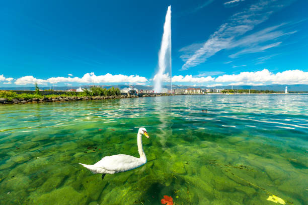 Scenic view of white swan swimming in turquoise waters of Geneva Lake in Geneva Harbor and of the 140m high fountain called Jet d'Eau. Swiss Alps on background. French Swiss, Switzerland.