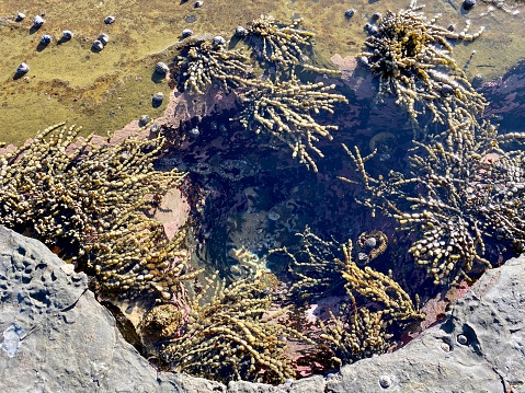 High angle closeup view of a small rock-pool with various colourful seaweeds on a rock platform on the beach on the south coast of NSW near Ulladulla