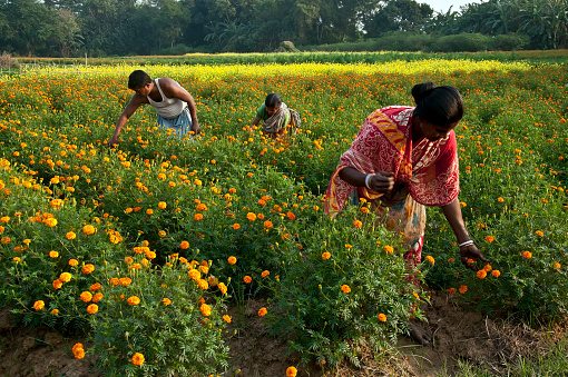 This image captured in an afternoon in a agricultural field, where the marigold flowers are produced.The local farmers picking up marigold flowers from that agricultural field in remote village of Howrah, West Bengal,India.