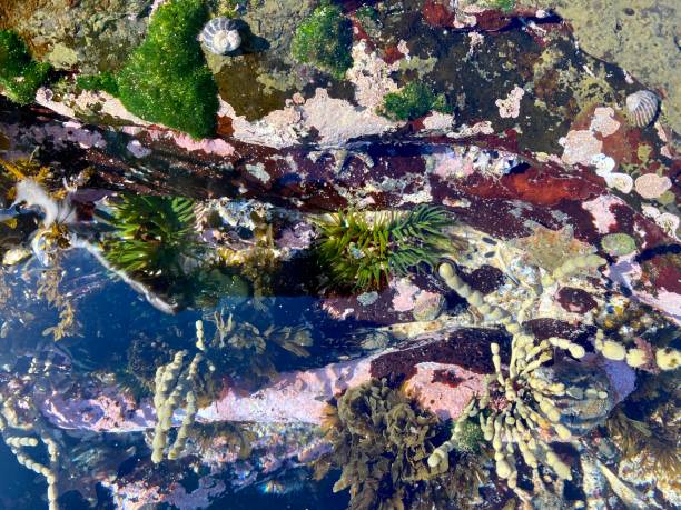 istock Saltwater Rockpool with Seaweed 1299935138