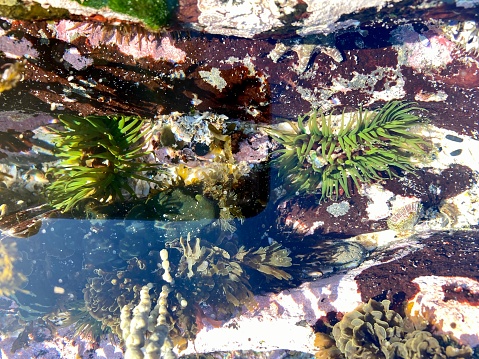High angle closeup view of a small rock-pool with various colourful seaweeds on a rock platform on the beach on the south coast of NSW near Ulladulla