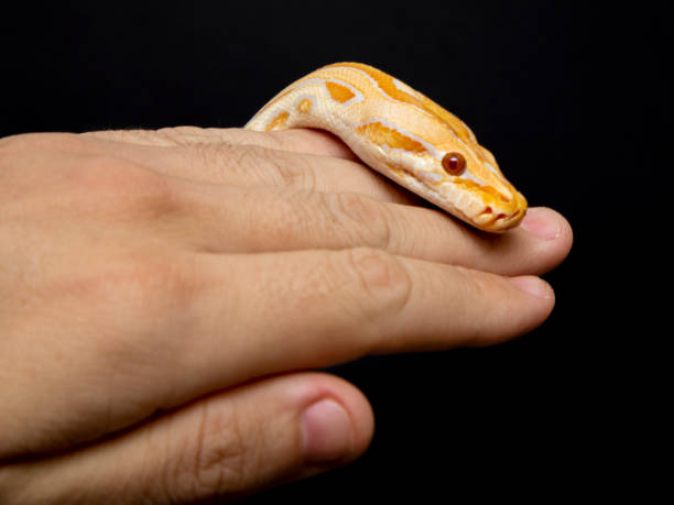 istock Python molurus bivitattus is one of the largest species of snakes. It is native to a large area of Southeast Asia but is found as an invasive species elsewhere 1299935150