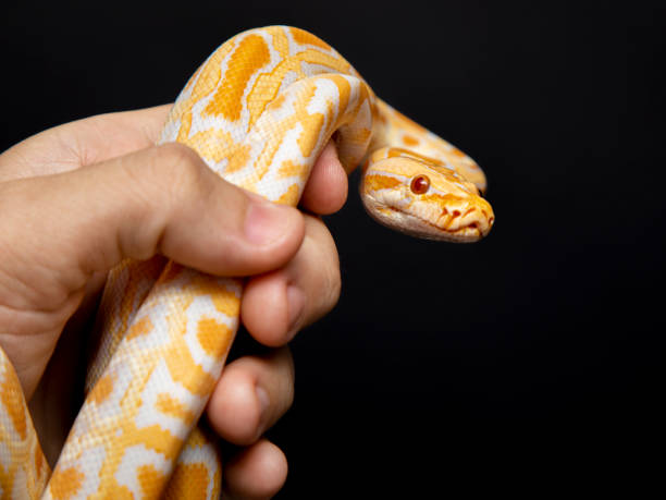 istock Python molurus bivitattus is one of the largest species of snakes. It is native to a large area of Southeast Asia but is found as an invasive species elsewhere 1299935159