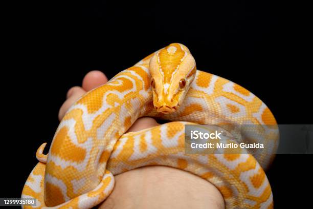 Python Terbessar Python Molurus Bivitattus Adalah Salah Satu Spesies Ular Terbesar Ini ...