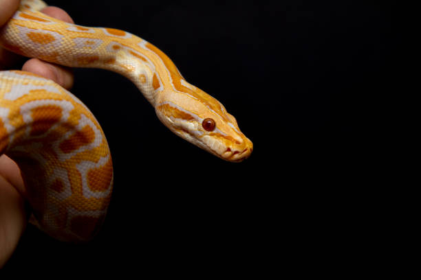 istock Python molurus bivitattus is one of the largest species of snakes. It is native to a large area of Southeast Asia but is found as an invasive species elsewhere 1299935206