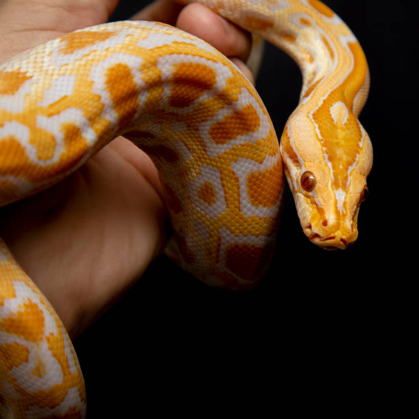 istock Python molurus bivitattus is one of the largest species of snakes. It is native to a large area of Southeast Asia but is found as an invasive species elsewhere 1299935212