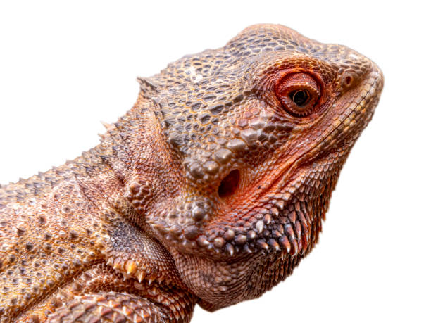 istock Close up in a bearded dragon (Pogona sp) in white background 1299935460