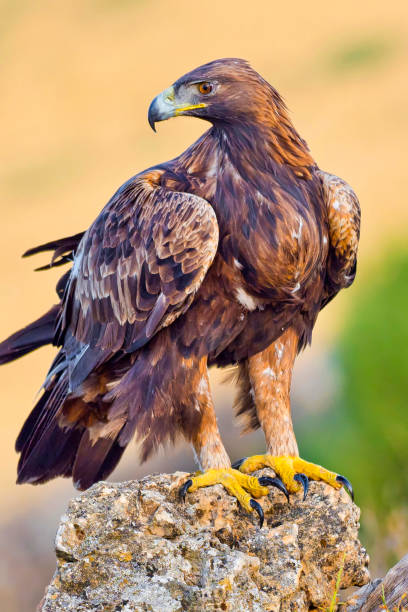 golden eagle, bosque mediterráneo, españa - aguila real fotografías e imágenes de stock
