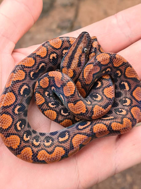 Epicrates cenchria is a boa species endemic to Central and South America. Common names include the rainbow boa and slender boa. Epicrates cenchria is a boa species endemic to Central and South America. Common names include the rainbow boa and slender boa snake names stock pictures, royalty-free photos & images