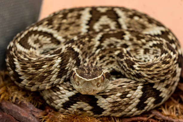 istock Jararaca Snake (Bothrops Jararaca) . Poisonous brazilian snake.. 1299936907