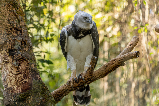 The Harpy Eagle (Harpia harpyja) with green nature bokeh as background.