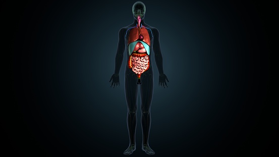 The human digestive system consists of the gastrointestinal tract plus the accessory organs of digestion.Digestion involves the breakdown of food into smaller and smaller components, until they can be absorbed and assimilated into the body. The process of digestion has three stages: the cephalic phase, the gastric phase, and the intestinal phase.