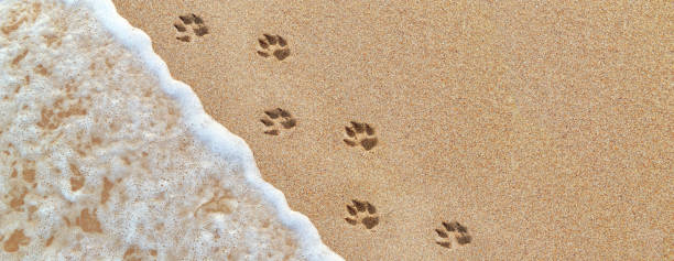 istock Dog footprints on the sand panoramic background. Wave, sea foam and sand 1299937437