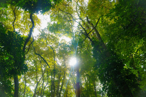 belle forêt tropicale avec des rayons du soleil lumineux s’évase à travers les branches d’arbres - wanderlust, nature abstraite. - tropical rain forest flash photos et images de collection
