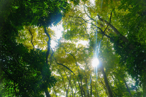 belle forêt tropicale avec des rayons du soleil lumineux s’évase à travers les branches d’arbres - wanderlust, nature abstraite. - tropical rain forest flash photos et images de collection