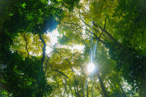 belle forêt tropicale avec des rayons du soleil lumineux s’évase à travers les branches d’arbres - wanderlust, nature abstraite. - tropical rain forest flash photos et images de collection