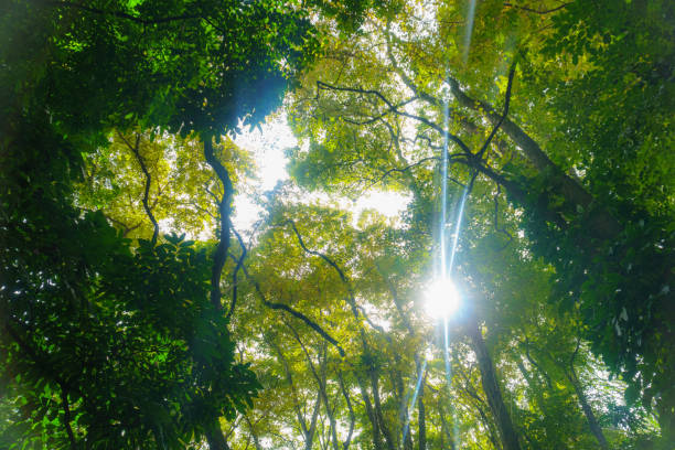 belle forêt tropicale avec des rayons du soleil lumineux s’évase à travers les branches d’arbres - wanderlust, nature abstraite. - tropical rain forest flash photos et images de collection