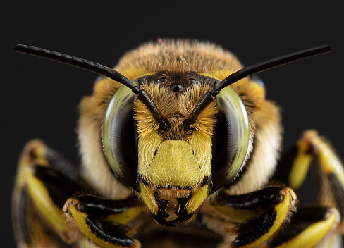 Close-up macro of a honey-bee collecting pollen from a thyme flower