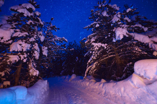 istock winter night landscape nature forest 1299937605