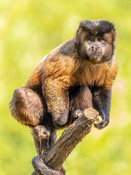 tufted капуцин обезьяны (sapajus apella), aka макако-пр�его в дикой природе в бразилии - brown capuchin monkey стоковые фото и изображения