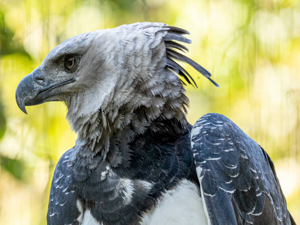 The Harpy Eagle (Harpia harpyja) with green nature bokeh as background. The Harpy Eagle (Harpia harpyja) with green nature bokeh as background. harpy eagle stock pictures, royalty-free photos & images