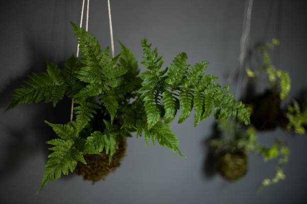istock Autumn Fern Kokedama 1299938977