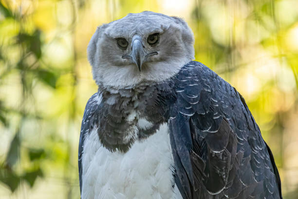 der harpyieadler (harpia harpyja) mit grüner natur bokeh als hintergrund. - harpyie stock-fotos und bilder