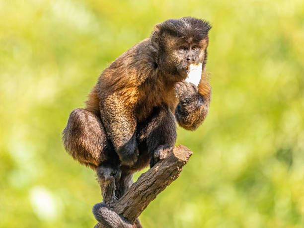 tufted капуцин обезьяны (sapajus apella), aka макако-прего в дикой природе в бразилии - brown capuchin monkey стоковые фото и изображения