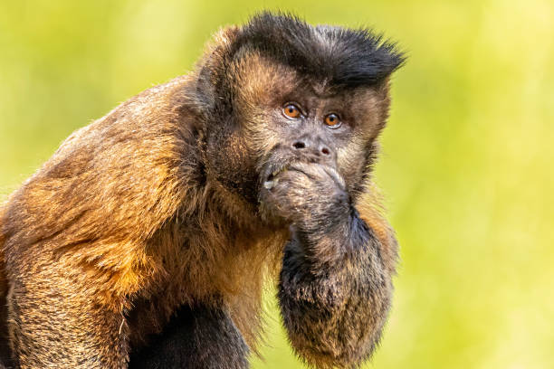 tufted капуцин обезьяны (sapajus apella), aka макако-прего в дикой природе в бразилии - brown capuchin monkey стоковые фото и изображения