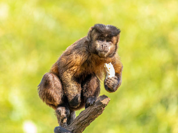 tufted капуцин обезьяны (sapajus apella), aka макако-прего в дикой природе в бразилии - brown capuchin monkey стоковые фото и изображения