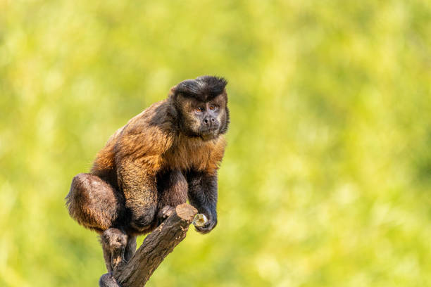 tufted капуцин обезьяны (sapajus apella), aka макако-прего в дикой природе в бразилии - brown capuchin monkey стоковые фото и изображения