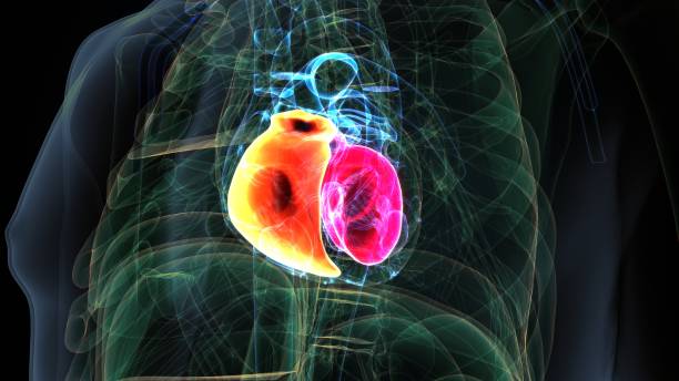 istock human body heart anatomy.3d illustration 1299939821
