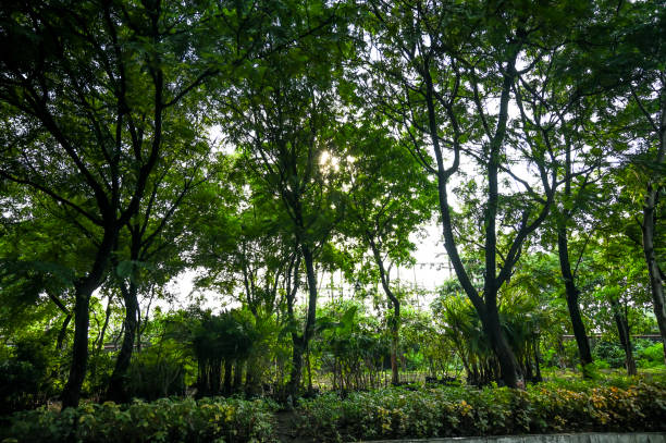Lush greenery in a steel factory.