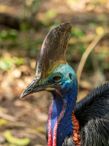 istock Southern cassowary (Casuarius casuarius) male. 1299940632
