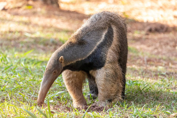 oso hormiguero, lindo animal de brasil. anteater gigante, myrmecophaga tridactyla, animal con cola larga y nariz de hocico de tronco - anteater fotografías e imágenes de stock