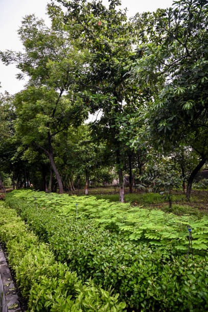 istock Lush greenery in a factory 1299940753