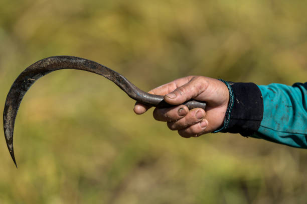 istock Close up hand and sickle hook harvest rice 1299944103